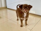 Chiot Chihuahua à poil long LOF  à vendre