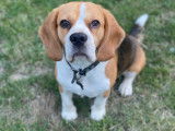 Beagle LOF disponible pour saillie dans la région Centre