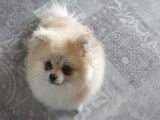 Spitz LOF de 1 an de couleur sable disponible pour saillie