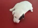 Chiots Jack Russel issus de parents de pure race à vendre