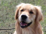 Mâle Golden Retriever disponible pour saillie