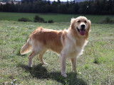 Mâle Golden Retriever disponible pour saillie