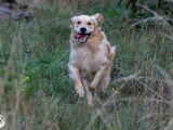 Mâle Golden Retriever disponible pour saillie