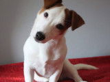 Jack Russel LOF disponible pour saillie