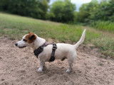 Jack Russel LOF disponible pour saillie