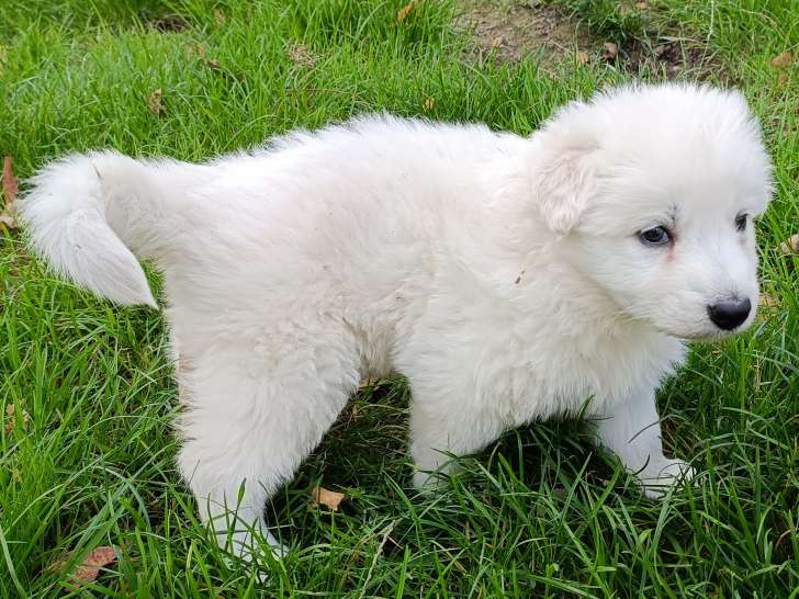 Chiots Berger Blanc Suisse à réserver