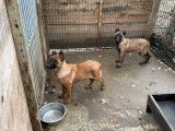 Vente de chiots Bergers Belges Malinois LOF