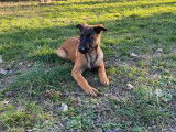 Vente de chiots Bergers Belges Malinois LOF
