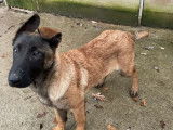 Vente de chiots Bergers Belges Malinois LOF
