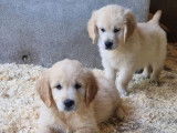 À vendre : chiots Golden Retrievers LOF