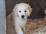 À vendre : chiots Golden Retrievers LOF