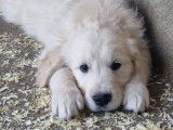 À vendre : chiots Golden Retrievers LOF