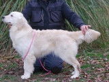 À vendre : chiots Golden Retrievers LOF