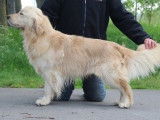 À vendre : chiots Golden Retrievers LOF