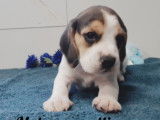 Chiots Beagles à vendre (3 Femelles & 4 Mâles)