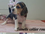Chiots Beagles à vendre (3 Femelles & 4 Mâles)