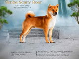 Mâle Shiba Inu LOF disponible pour saillie