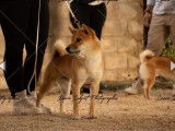 Mâle Shiba Inu LOF disponible pour saillie