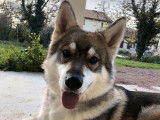 Husky croisé Chien Loup Tchèque disponible pour saillie