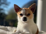 De type Chihuahua disponible pour saillie