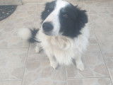Nelson, Border Collie disponible pour saillie