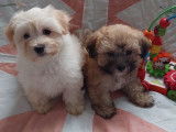2 chiots Bichons Havanais LOF &agrave; vendre