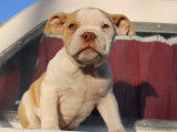 Disponibles &agrave; la vente : 5 chiots American Bullies LOF