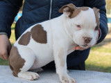 Disponibles &agrave; la vente : 5 chiots American Bullies LOF