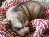 7 chiots Huskies agoutis LOF &agrave; r&eacute;server