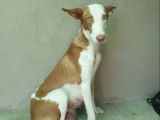 A adopter hienne Pondeco d'Ibiza ANGELITA