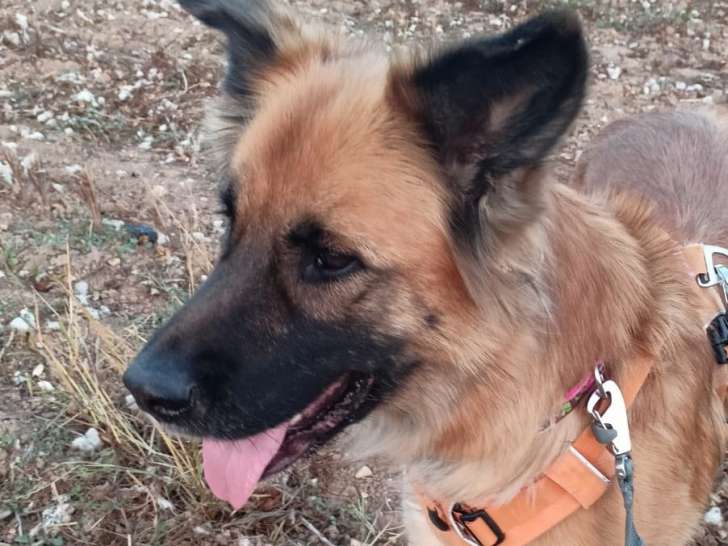 A adopter chienne INDIA