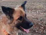 A adopter chienne INDIA
