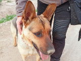 A adopter Chienne Berger Allemand INKA