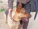 A adopter Chienne Berger Allemand INKA