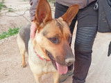 A adopter Chienne Berger Allemand INKA