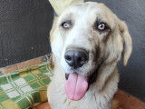 A adopter chienne mastin espagnol HERNION