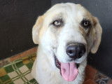 A adopter chienne mastin espagnol HERNION