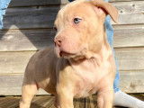 Chiots American Bully XL à vendre