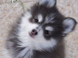 Chiots Pomsky F2 +
