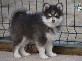 Chiots Pomsky F2 +