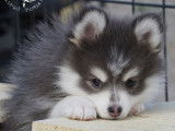 Chiots Pomsky F2 +