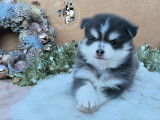 Chiots Pomsky F2 +