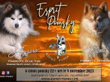 Chiots Pomsky F2 +