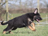 4 chiots Bergers Allemands LOF disponibles à la vente