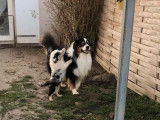 Chien Berger Australien tricolore LOF de 3 ans disponible pour saillie