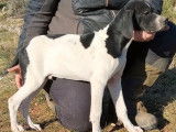 Un chiot Pointer Anglais LOF m&acirc;le &agrave; vendre