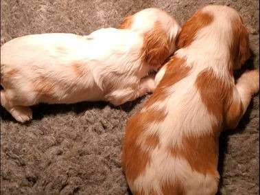 À réserver : 3 chiots Cavaliers King Charles LOF au pelage blenheim