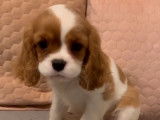 2 chiots Cavaliers King Charles LOF &agrave; vendre