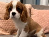 2 chiots Cavaliers King Charles LOF &agrave; vendre