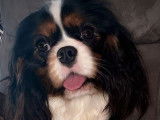 2 chiots Cavaliers King Charles LOF &agrave; vendre